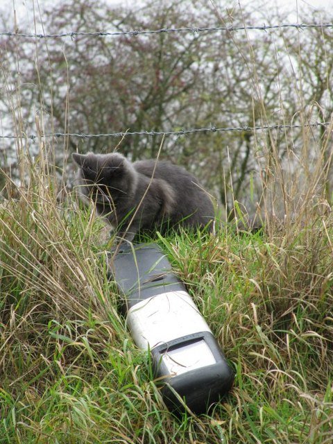 Influence of Human Behavior (image credits: wikimedia)