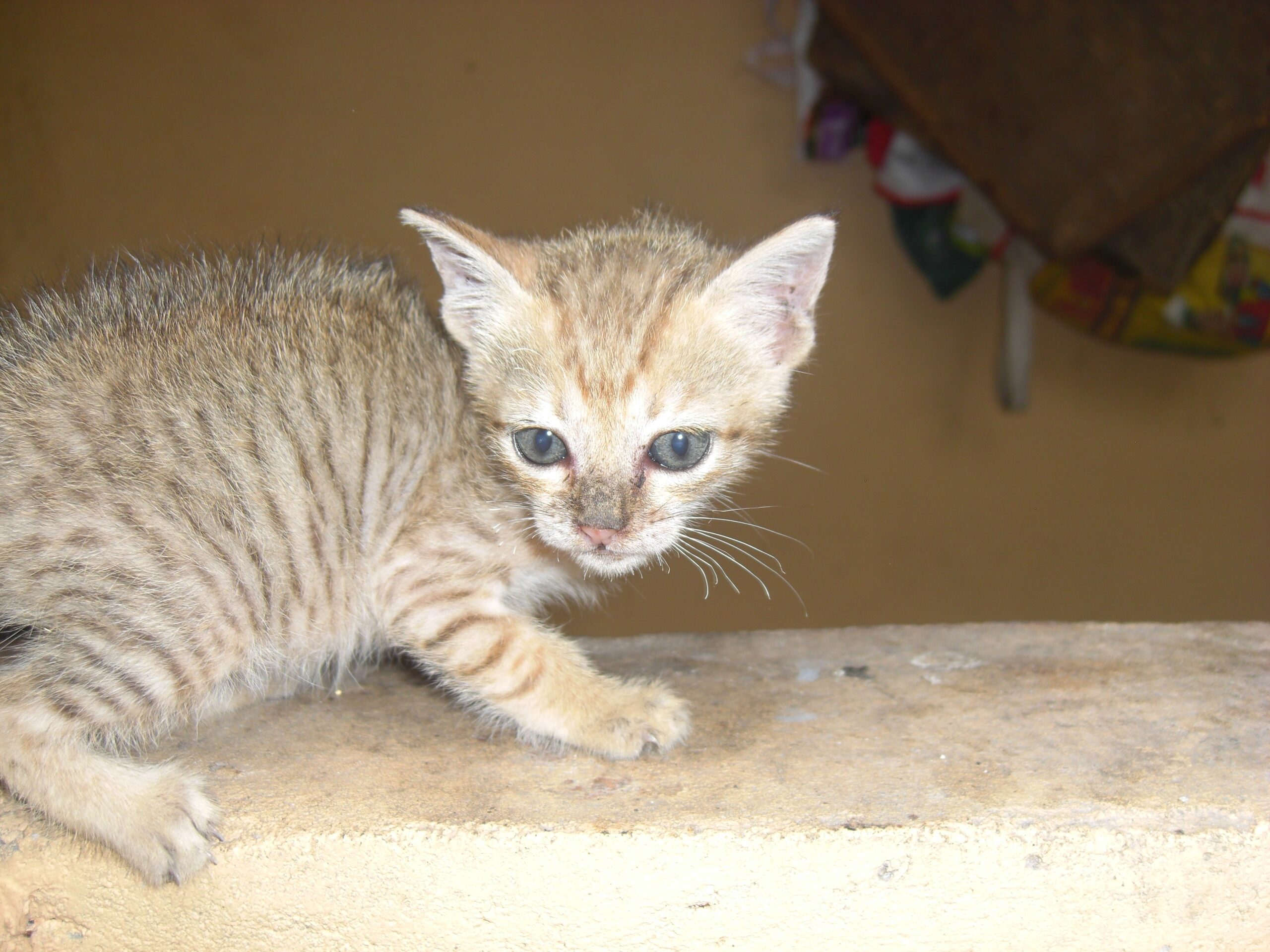 Cats: Social or Solitary by Nature? (image credits: wikimedia)