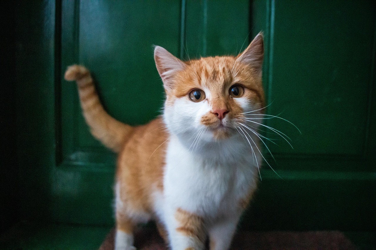 Changes in Routine: Why Cats Notice More Than You Think (image credits: pixabay)