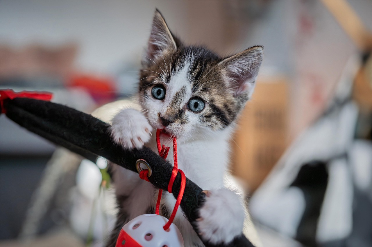Enrichment Toys: Keeping Minds Busy (image credits: pixabay)
