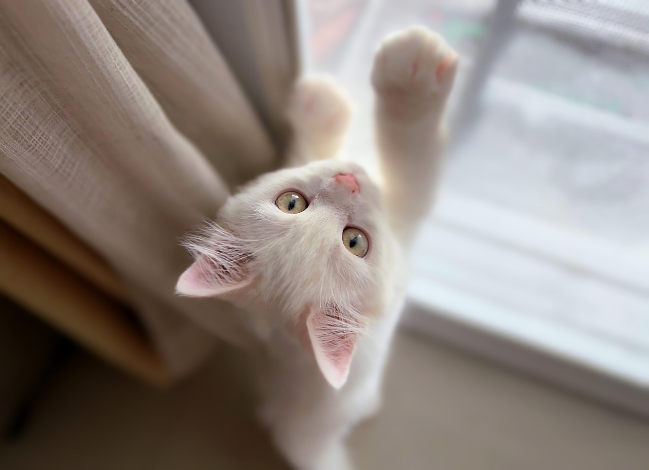 Windows: The Cat’s TV (image credits: pixabay)
