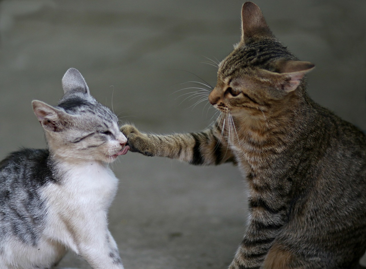 Cat Companions: The Double-Edged Sword (image credits: pixabay)