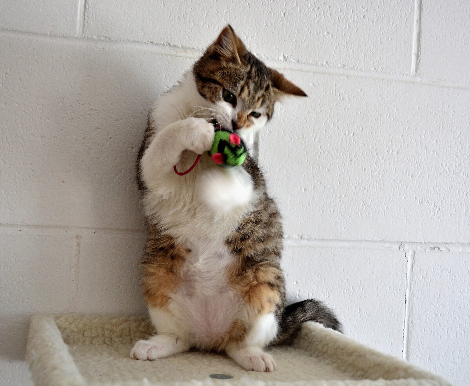 Boredom and Seeking Stimulation (image credits: wikimedia)