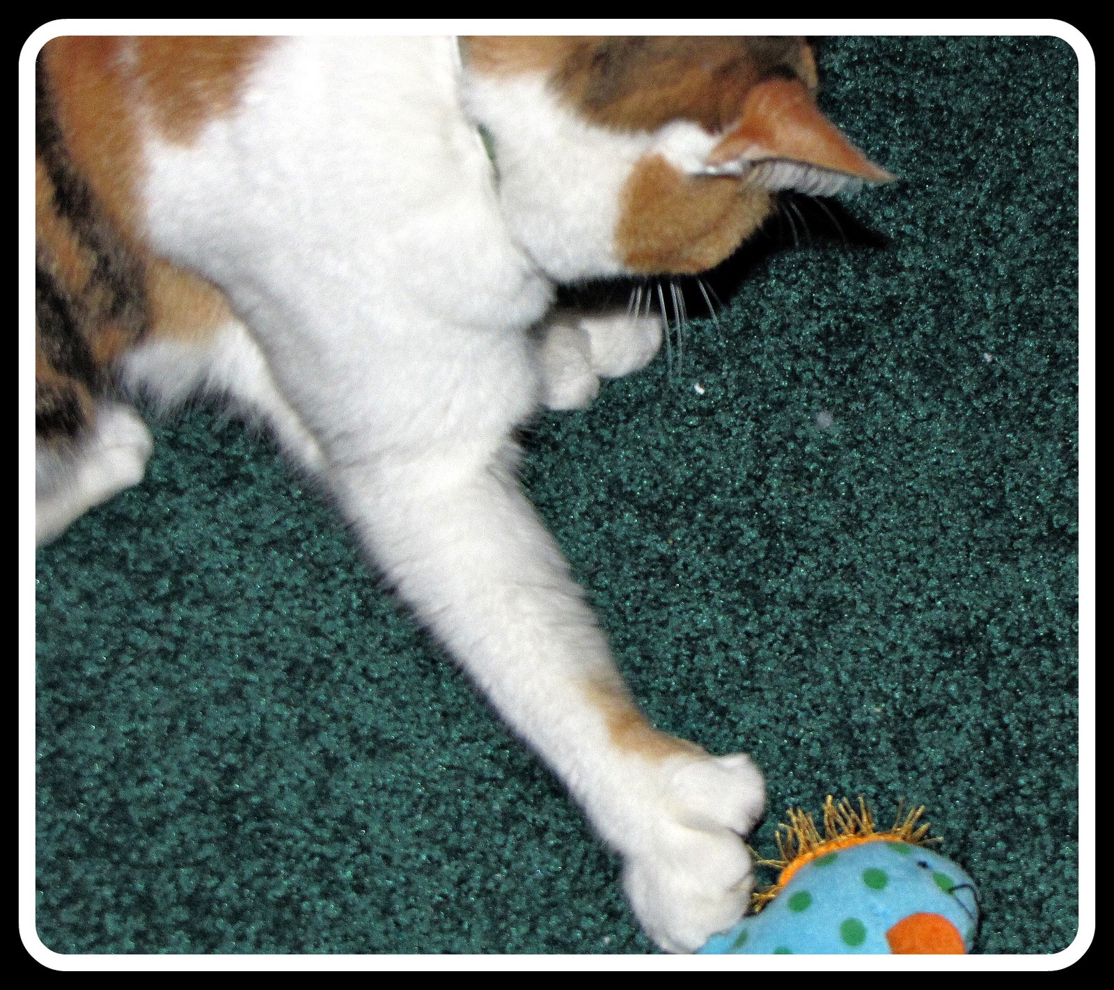 Showing Off Their “Catch” (image credits: wikimedia)