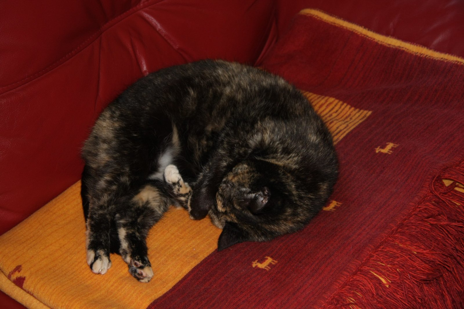 Communicating with Your Cat (image credits: wikimedia)