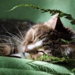 Cats Get Lonely