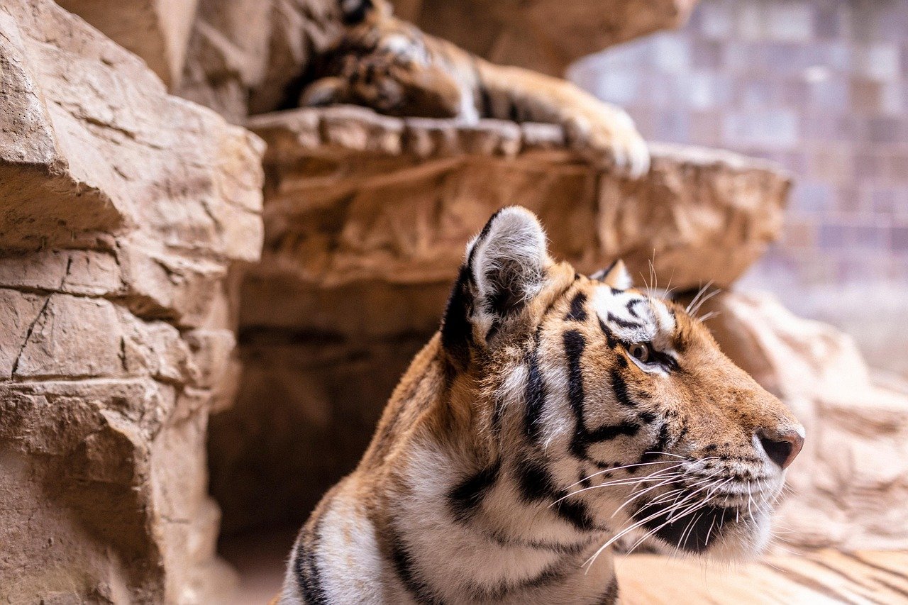Offer Safe Hiding Spots and Retreats (image credits: pixabay)