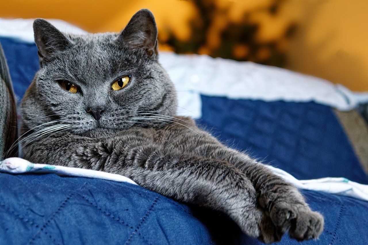 Displaying Confident Territorial Behaviors (image credits: pixabay)