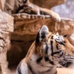 10 Ways to Design a Calm, Cat-Centric Living Space