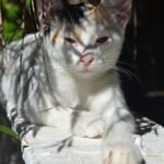 Suddenly More Distant