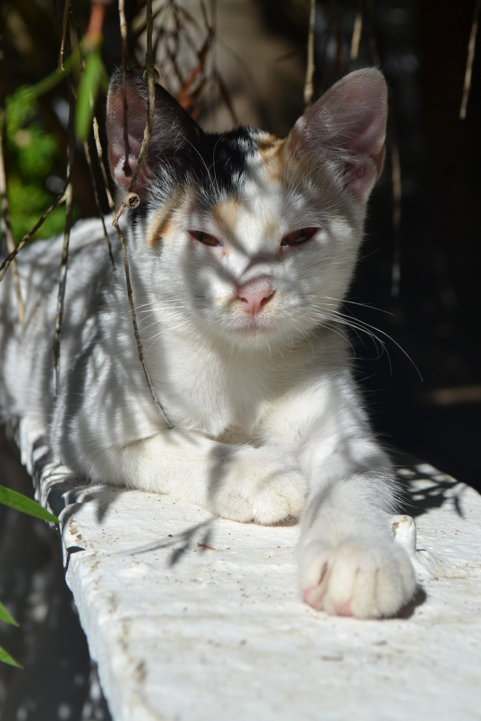 Tips for Introducing Music to Your Cat (image credits: wikimedia)