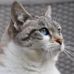 Could Music Actually Soothe a Stressed Cat?