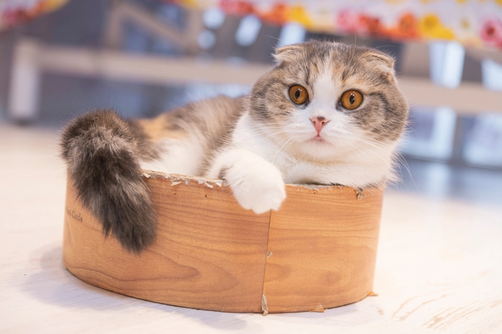 Scottish Fold: The Sweet-Natured Companion (image credits: rawpixel)