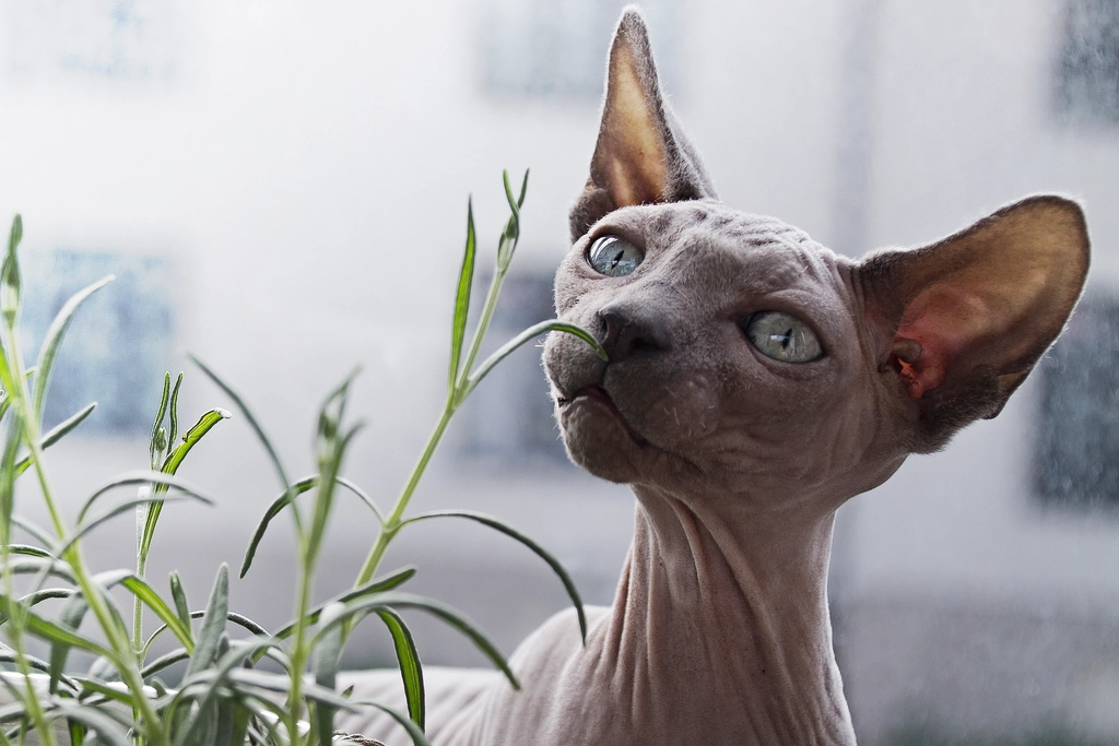 Sphynx: The Warm-Hearted Attention-Seeker (image credits: rawpixel)