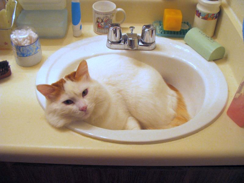 Turkish Van: The Adventurous Bond-Builder (image credits: wikimedia)