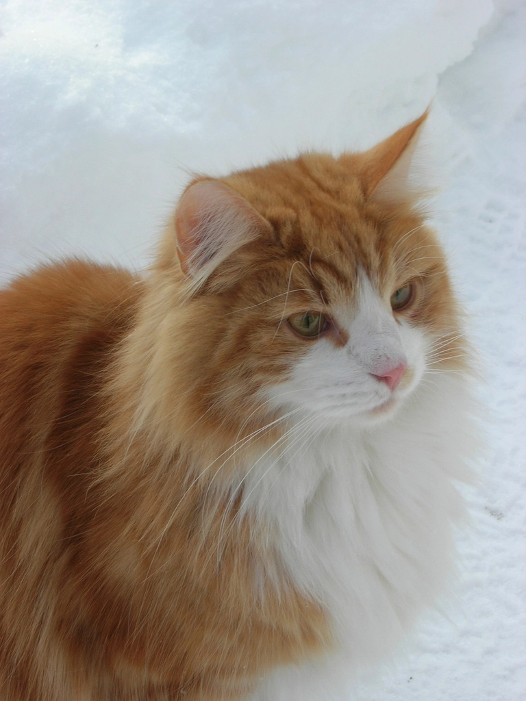 Norwegian Forest Cat: The Loyal Explorer (image credits: rawpixel)