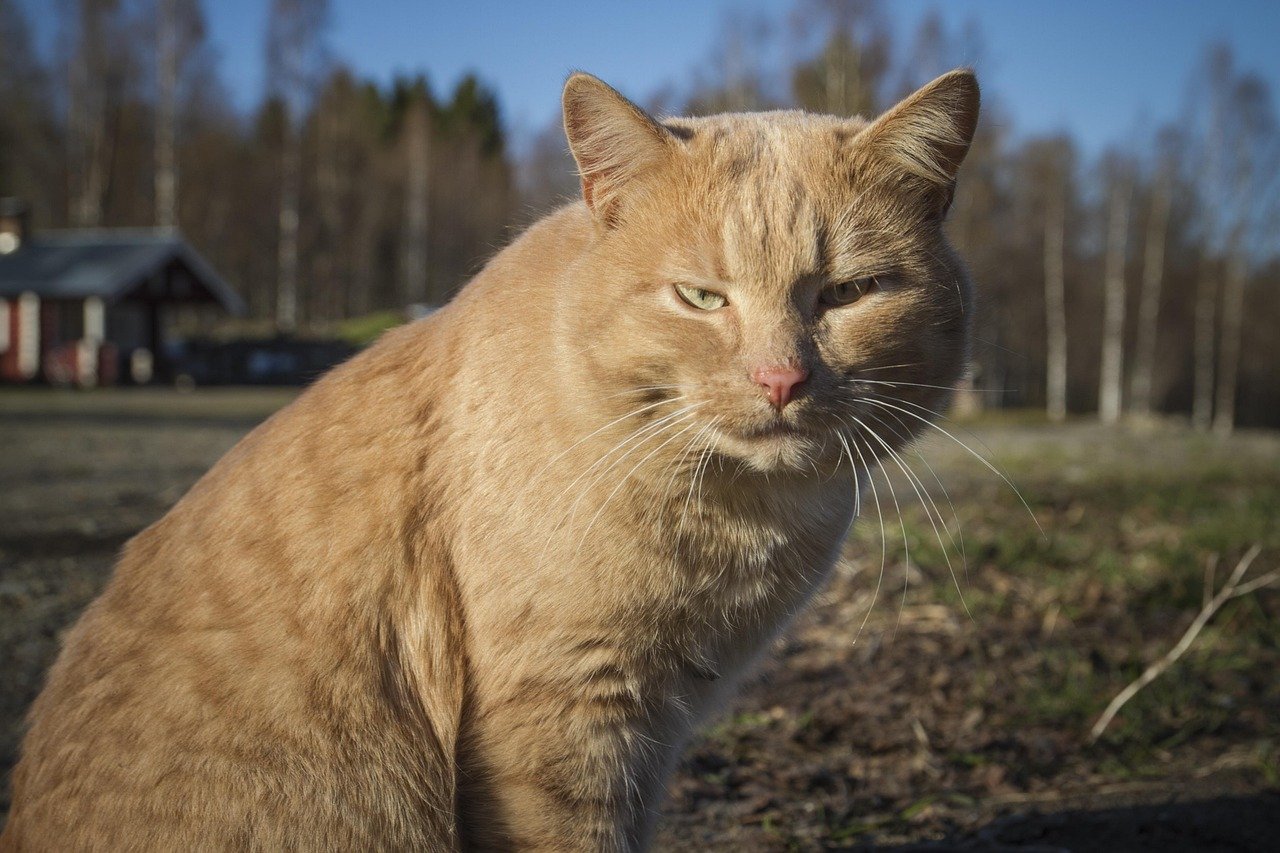 Introducing Short-Term Absences (image credits: pixabay)