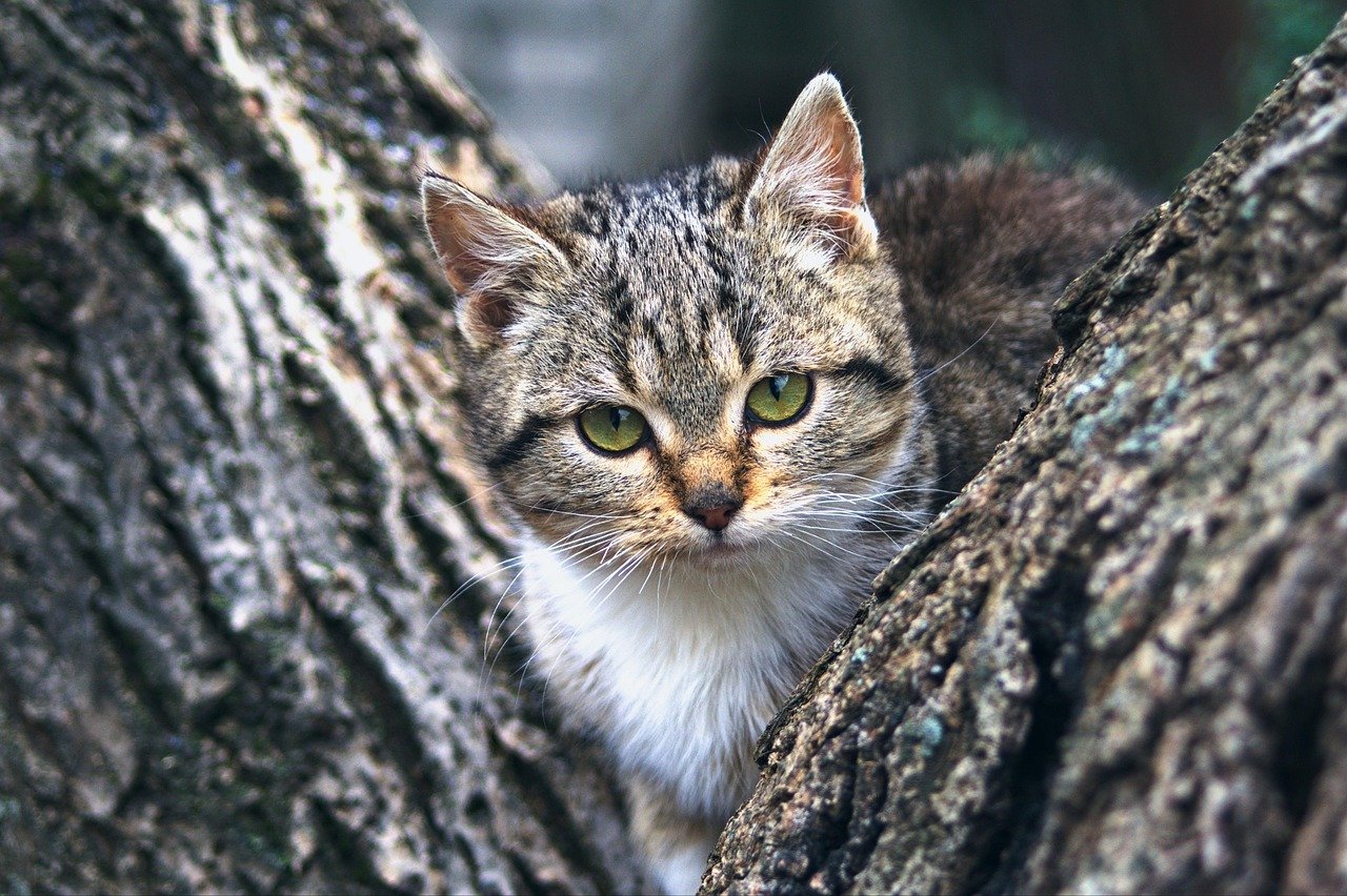 Security Through Height: The Secret Power of Cat Trees (image credits: pixabay)