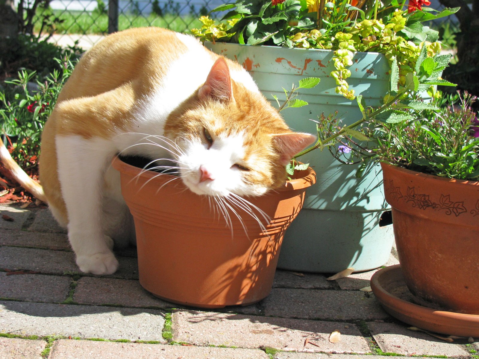 Claiming Territory: Scent Pads and Catnip Features (image credits: wikimedia)