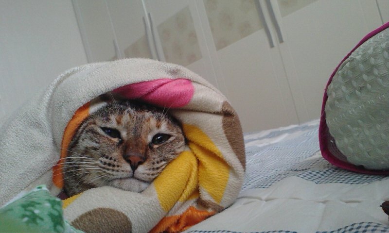 Familiar Scents: Washable Covers and Blankets (image credits: wikimedia)