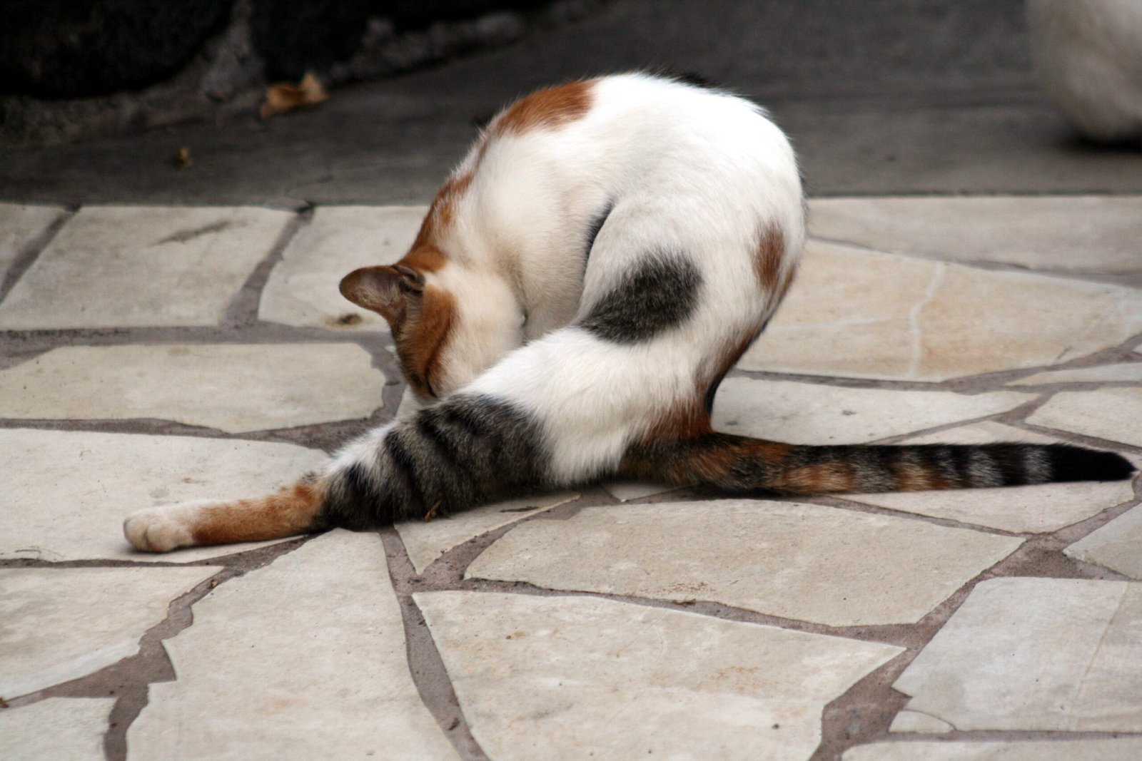 Comfort and Reassurance: Returning for Safety (image credits: wikimedia)