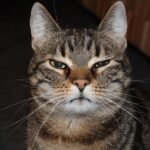 What It Means When a Cat Leaves the Room and Comes Back