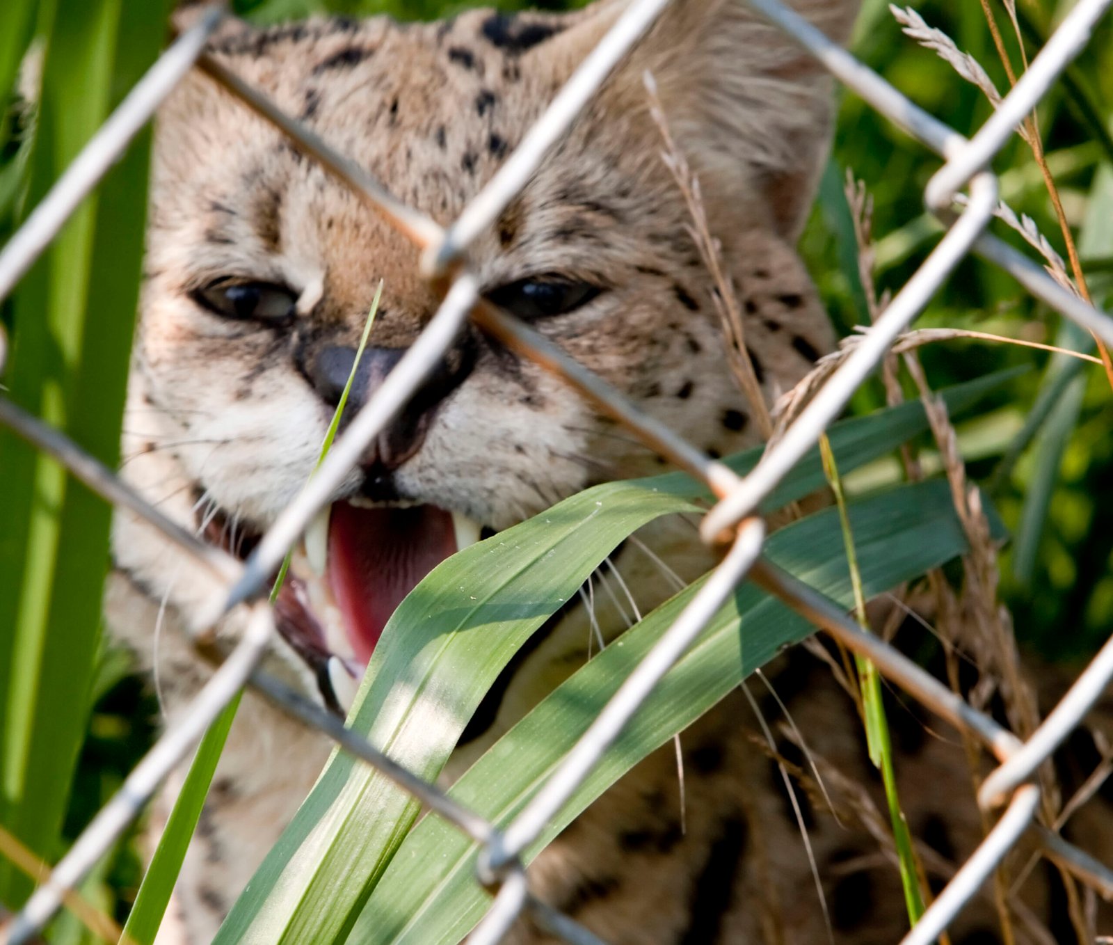 Unique Life Experiences: Shaping Feline Preferences (image credits: wikimedia)