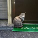 8 Cat Responses That Say “I’m Safe With You”