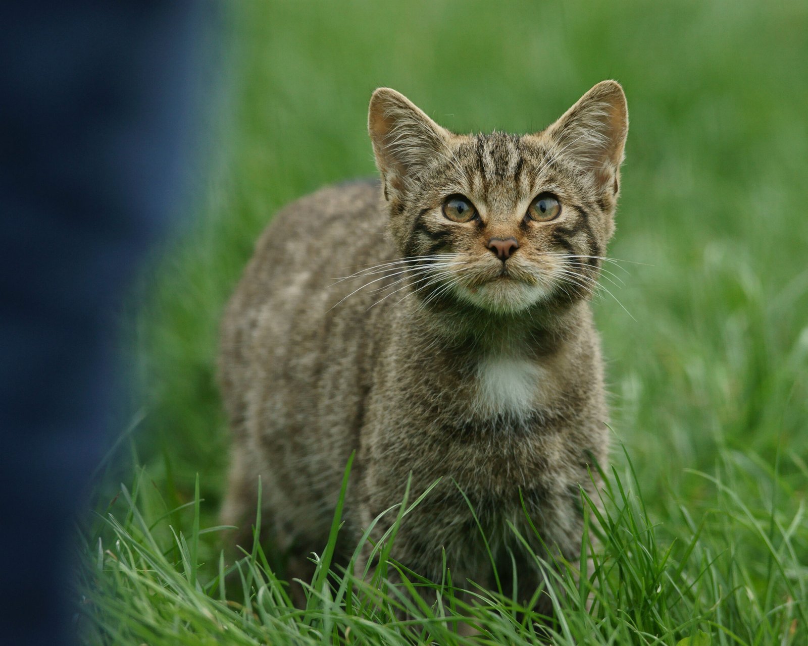 The Joy of Anticipation (image credits: wikimedia)