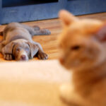 Why Cats Watch Before They Engage