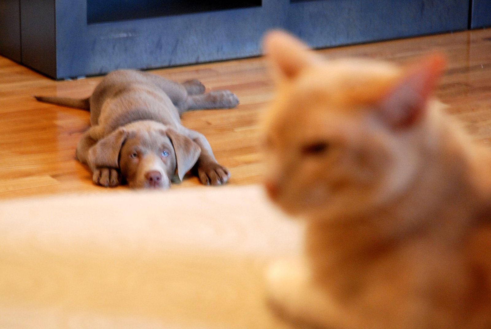 Why Cats Watch Before They Engage