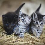 10 Cat Behaviors That Show They're Trying to Reconnect