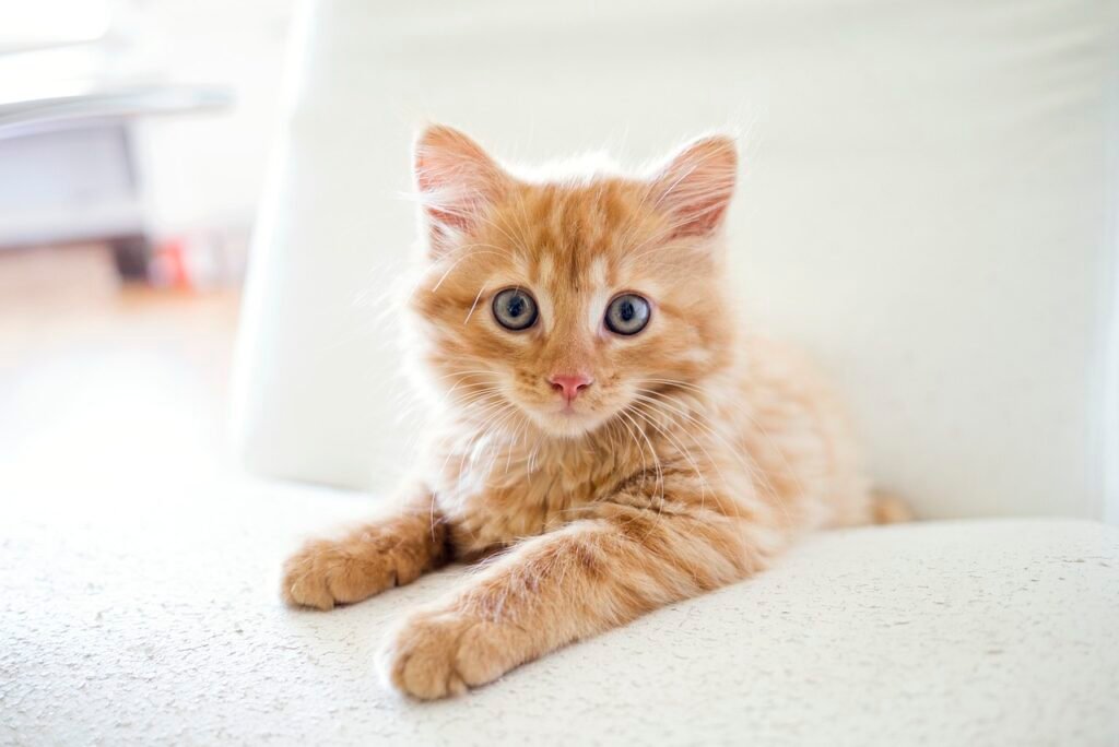 10 Small Daily Choices That Make Cats Feel More Secure