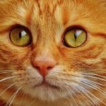 How to Strengthen the Emotional Bond Without Forcing It