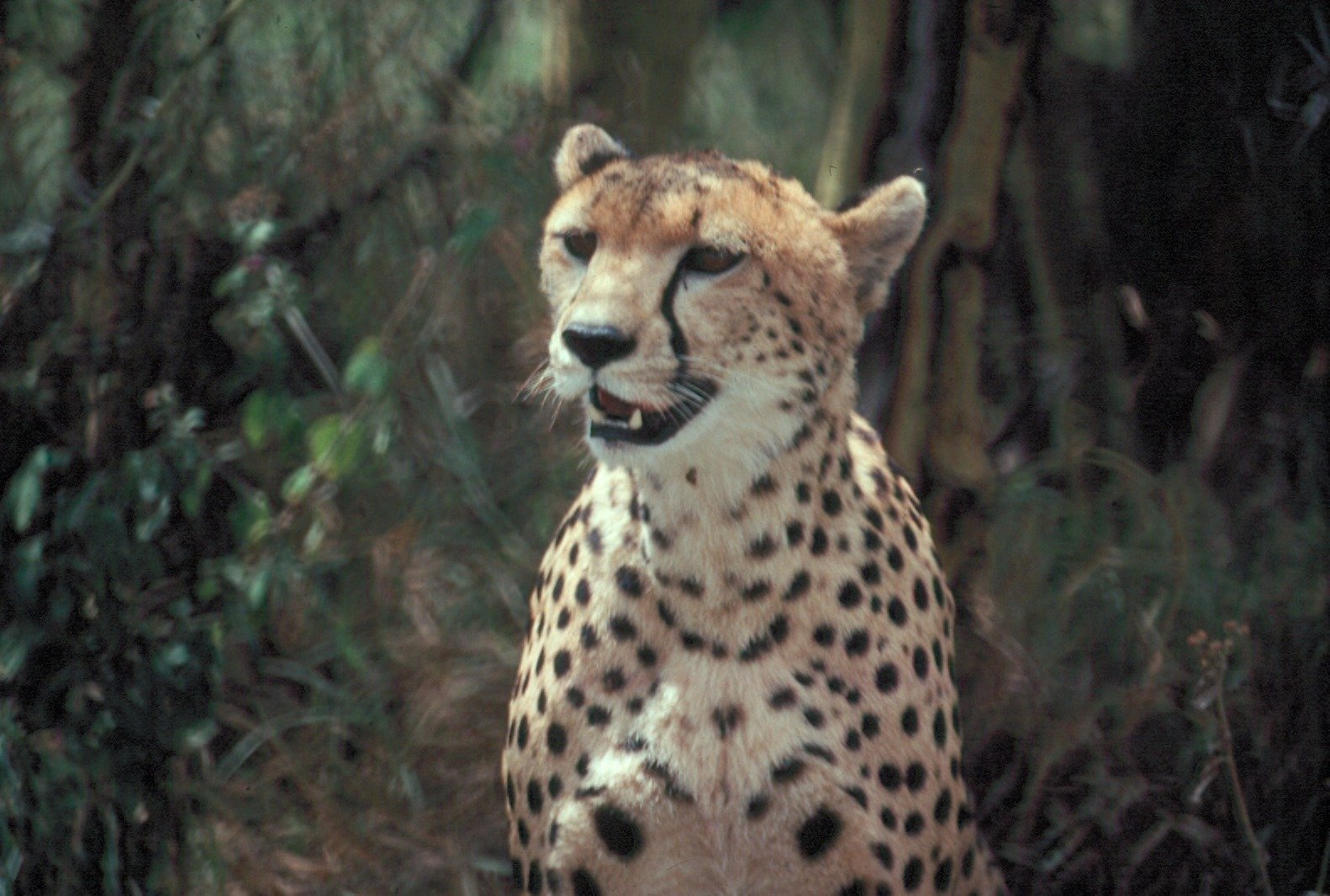 1. Your Cat Chooses to Sit Close By (image credits: wikimedia)