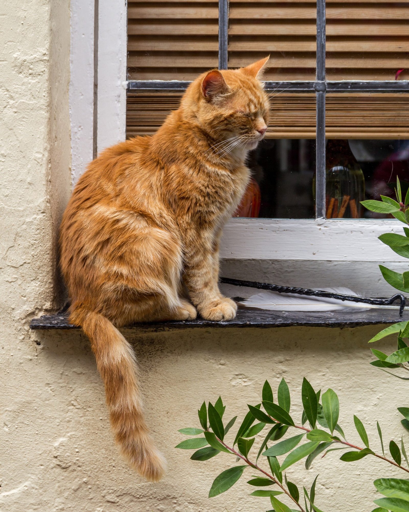 16. Quietly Watching the World Together (image credits: wikimedia)