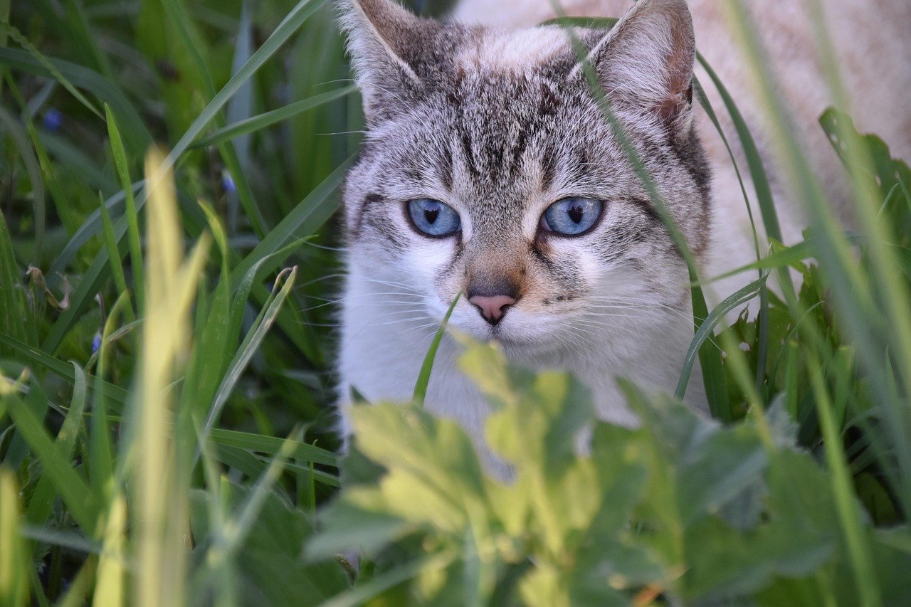 Talk to Your Cat Often (image credits: pixabay)