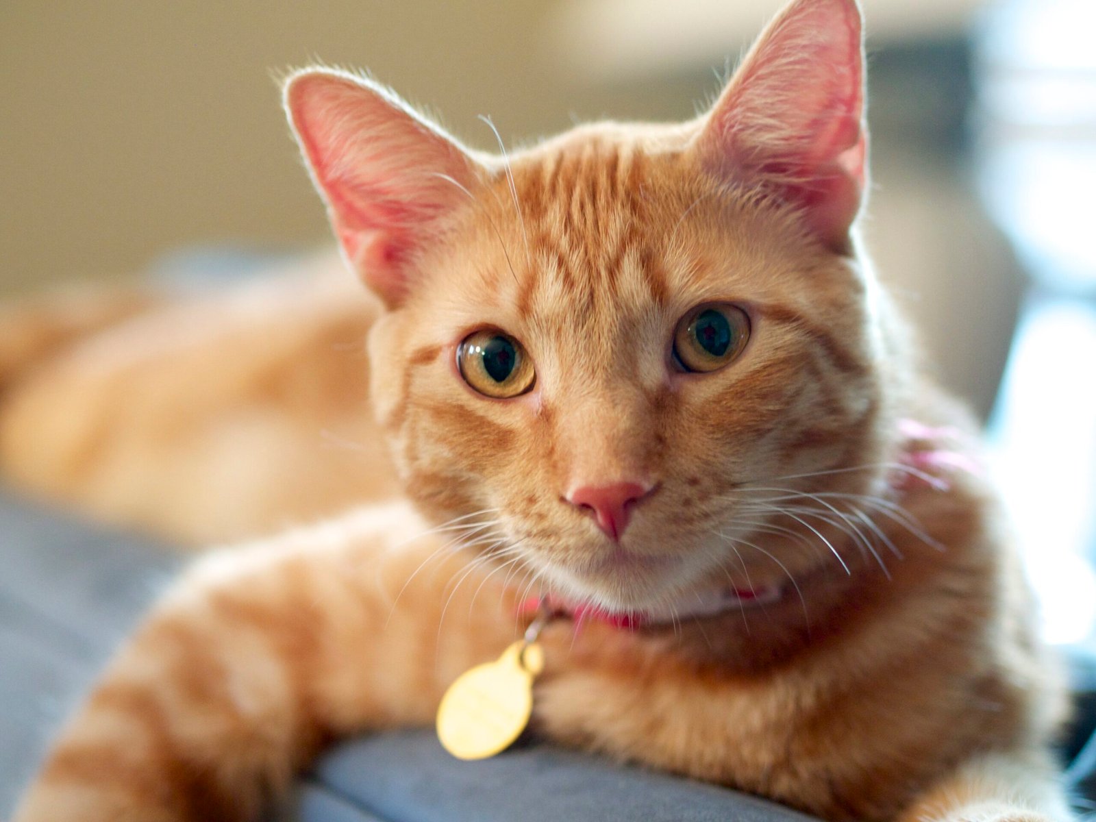 Let Your Cat Explore Safe Spaces (image credits: wikimedia)