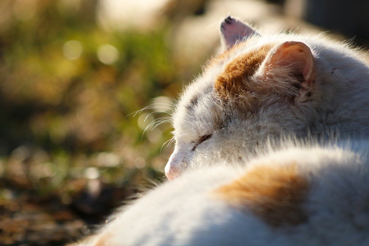 Give Your Cat a Soft Bedtime Toy (image credits: pixabay)