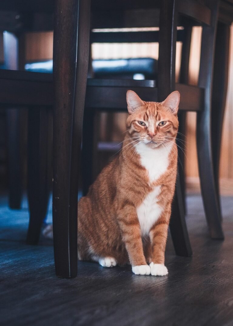 Common Cat Furniture