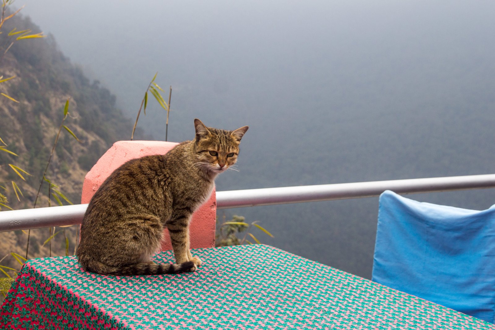 Reducing Startle Reflex (image credits: wikimedia)