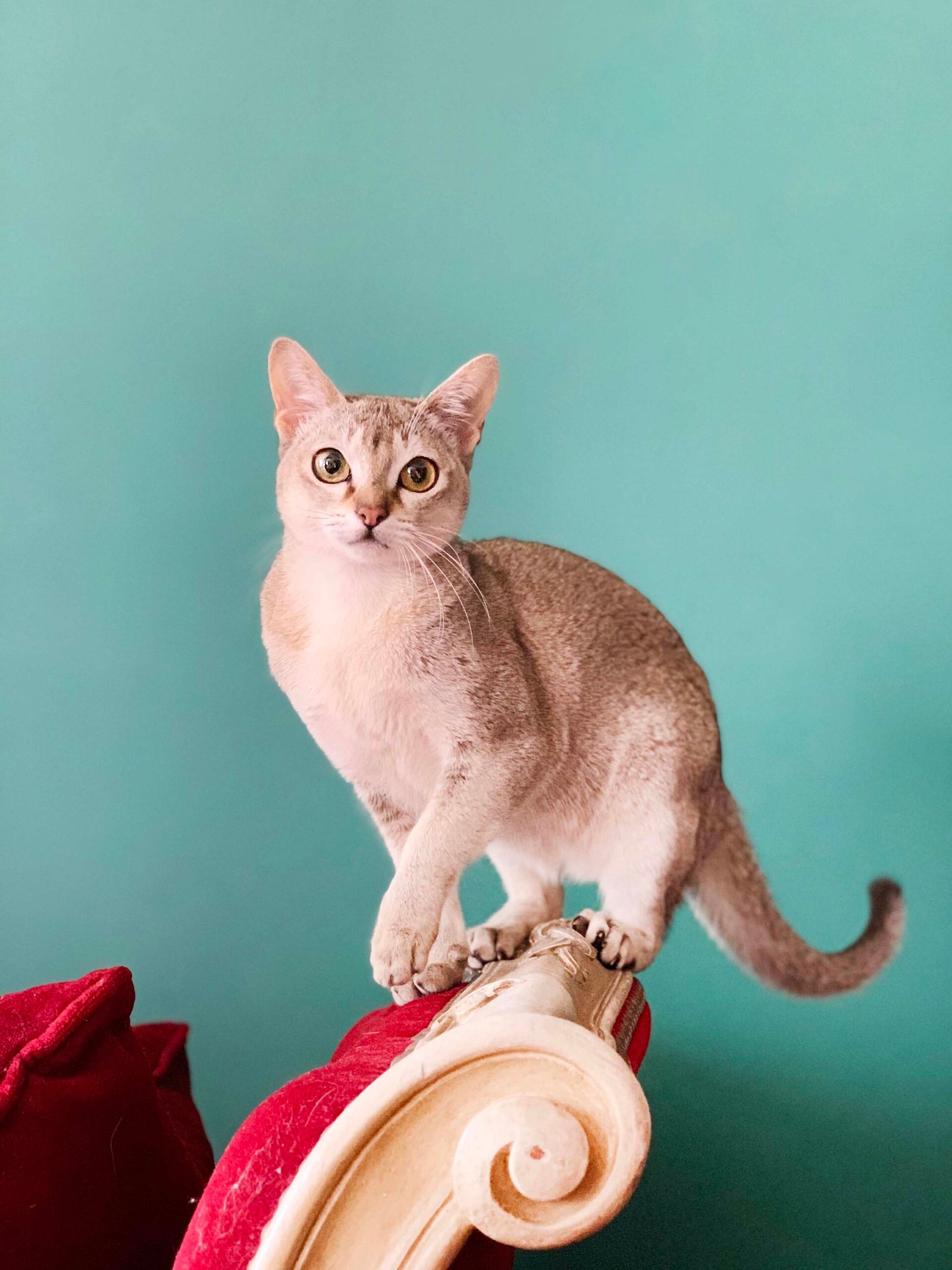 Organizing Cat Supplies Efficiently (image credits: wikimedia)