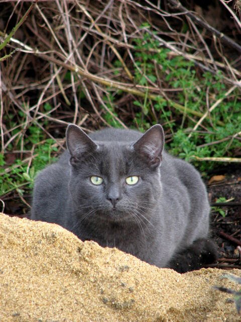 Cats with Vision or Health Issues (image credits: wikimedia)