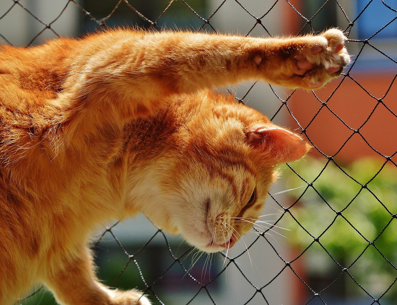 Head Butting and Face Rubbing (image credits: pixabay)