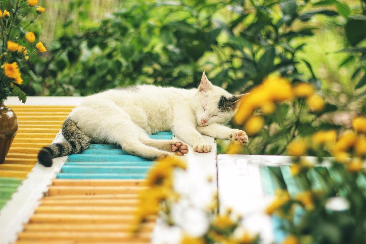Sleeping In Open, Exposed Spots (image credits: pixabay)