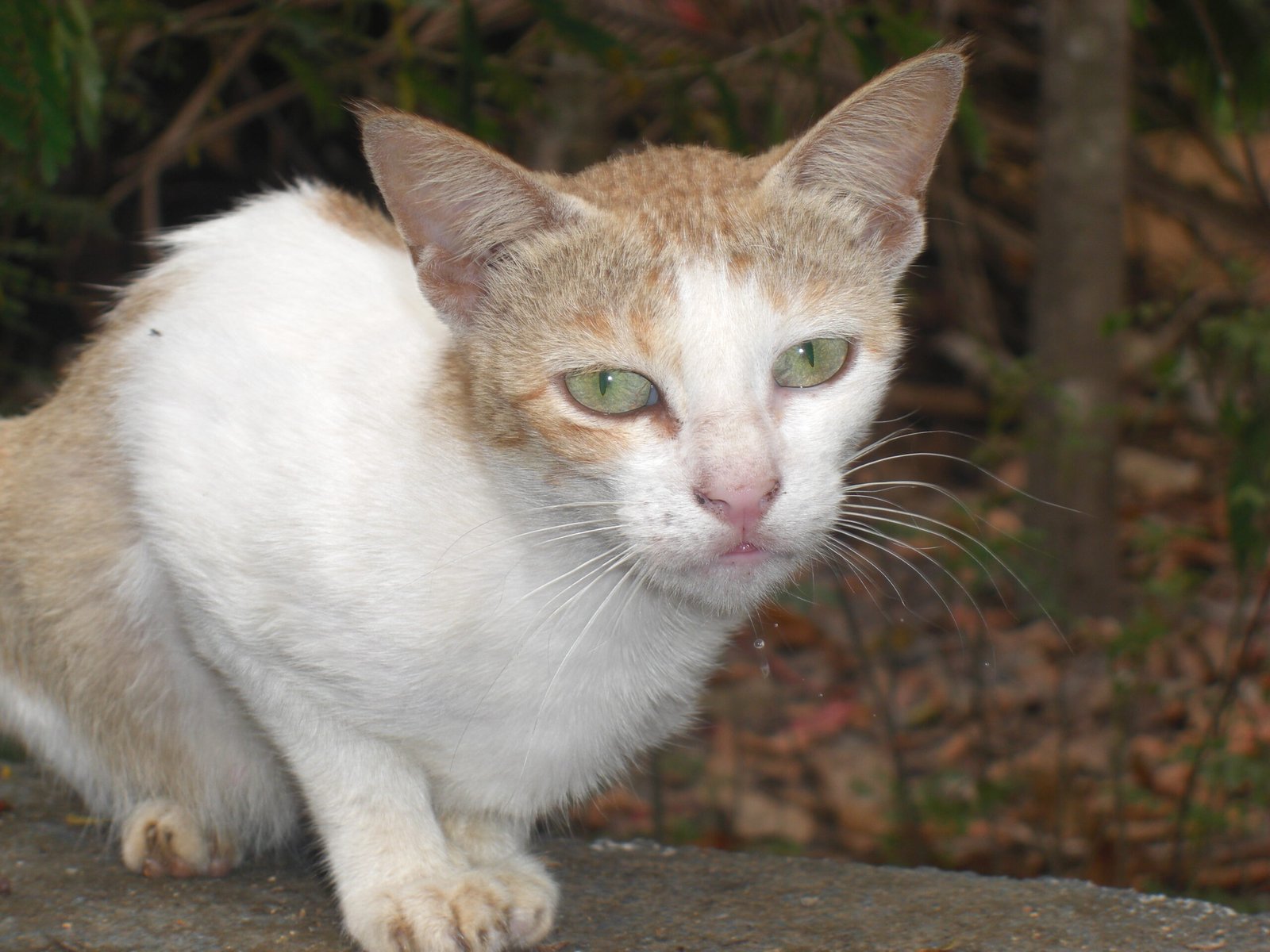 The Nature of Cats: Solitary or Social? (image credits: wikimedia)