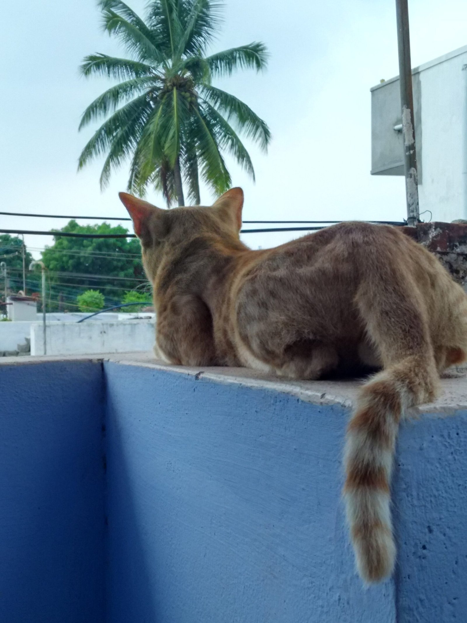 How Long Is Too Long? (image credits: wikimedia)