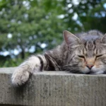 How to Coexist With a Cat Who Needs Emotional Distance