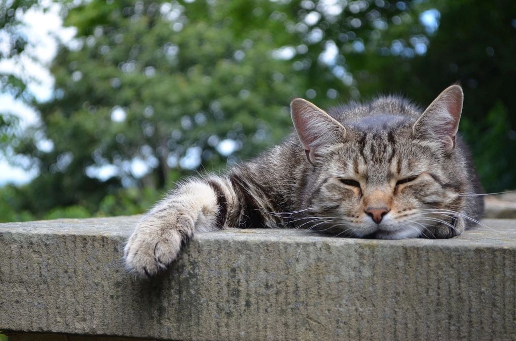 How to Coexist With a Cat Who Needs Emotional Distance
