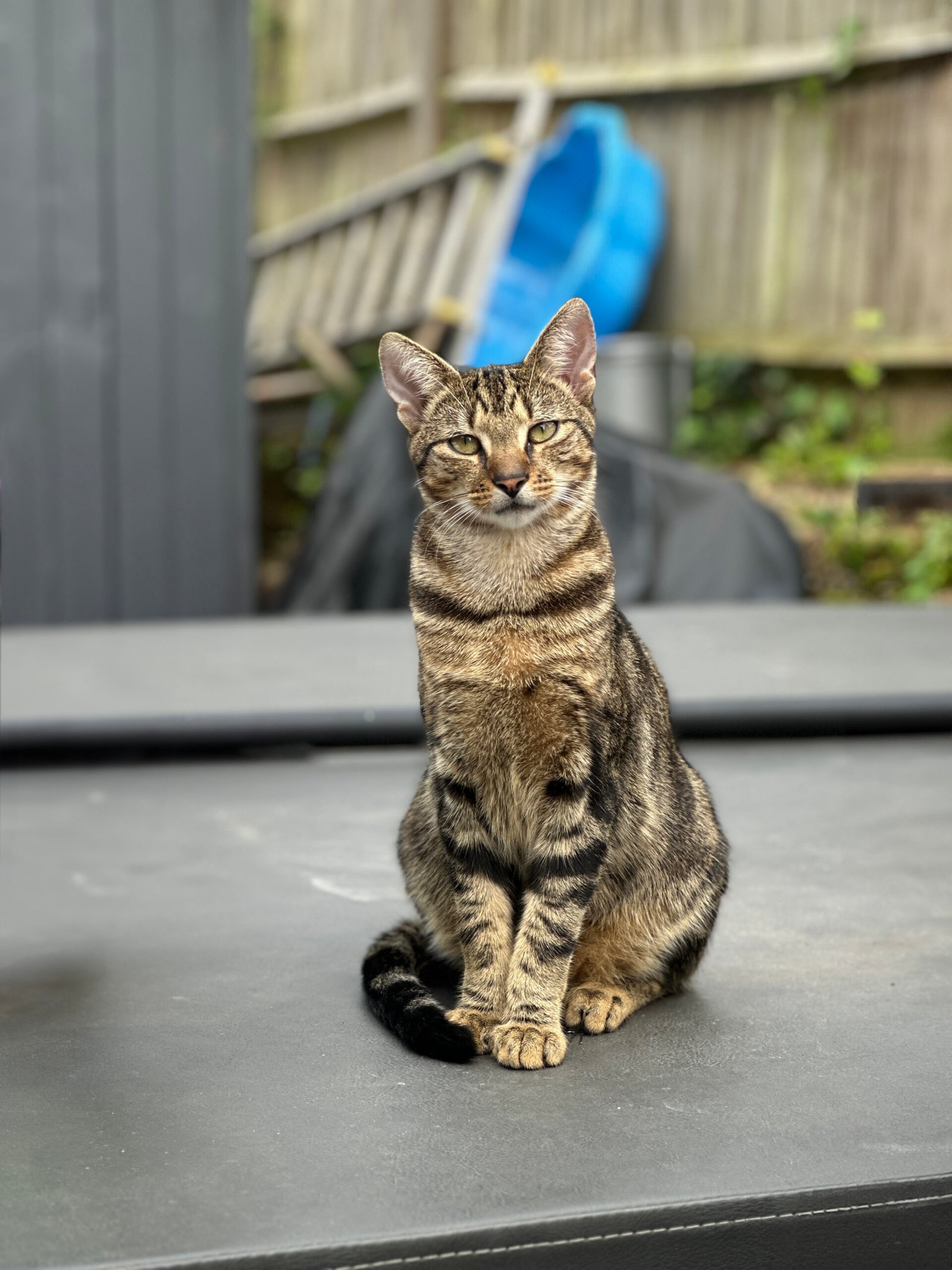 Why Space Matters So Much to Cats (image credits: wikimedia)